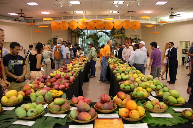 mango-festival