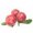 indian-prune
