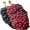 red mulberry