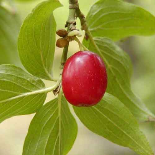 Cornelian Cherry Nutrition Facts