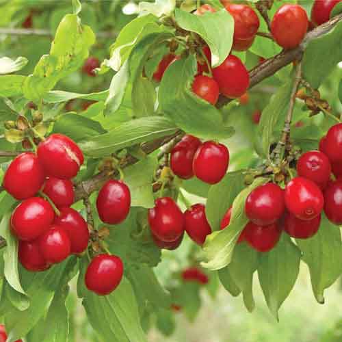 Cornelian Cherry Nutrition Facts