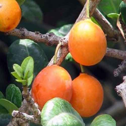 Nombre de Frutas - Página 2 Imbe-fruit-1