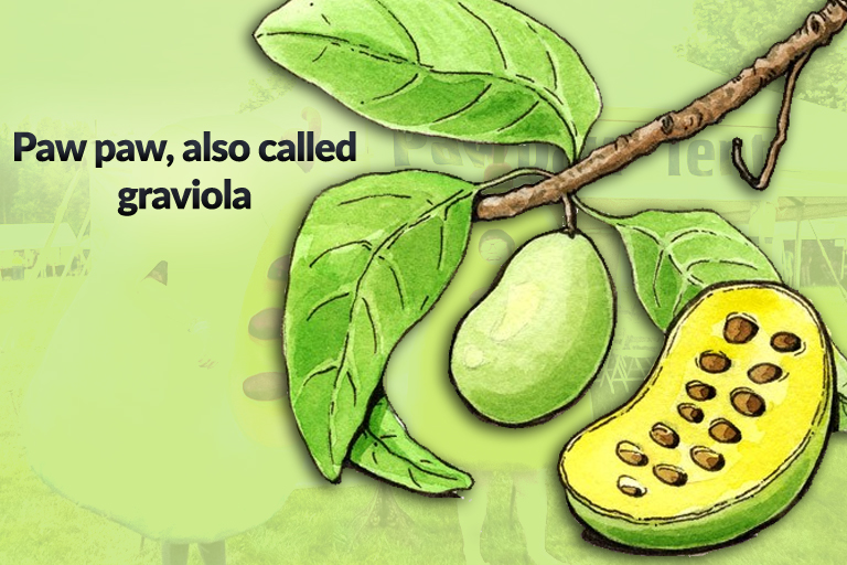 American Pawpaw Nutrition factsAmerican Pawpaw Health Benefits