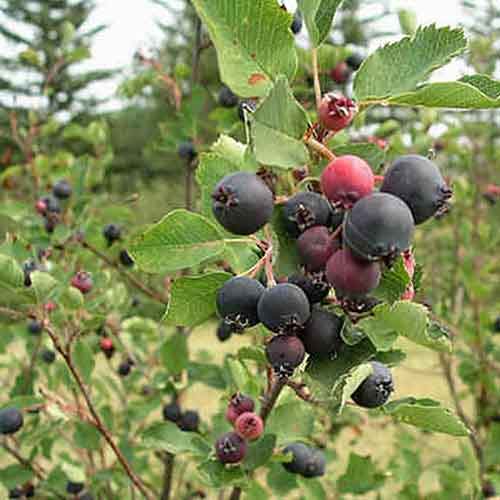 Saskatoonberry Fruit Nutrition Facts Saskatoonberry Fruit Health Benefits Saskatoonberry Fruit Nutrition Facts Saskatoonberry Fruit Health Benefits