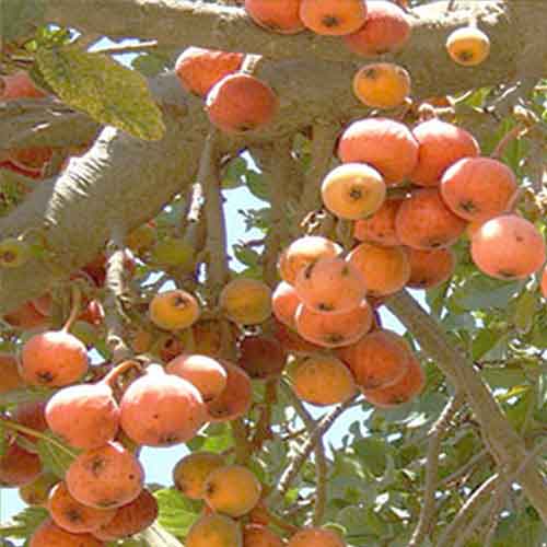 A platánfa gyümölcsének egészségügyi előnyei