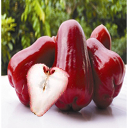 Wax apple discount