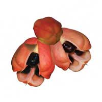 ackee-fruit-2