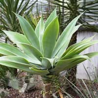 agave plant 1