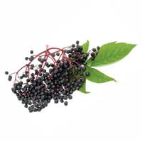 american black elderberry 1