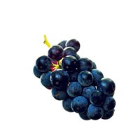 American Grape North American Species