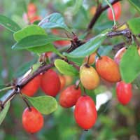 barberry fruit 2