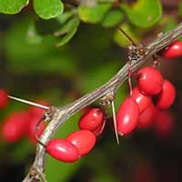 barberry fruit 3