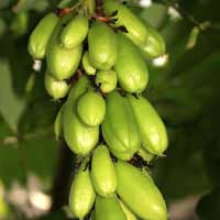 bilimbi fruit 1