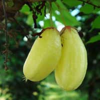 bilimbi fruit 2