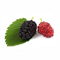 black mulberry 2