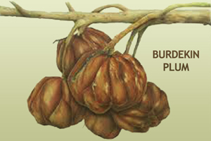 burdekin plum 1