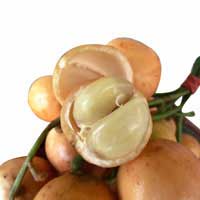 Burmese grape burmese-grape-3