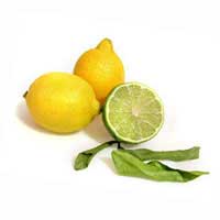 calamansi fruit 2