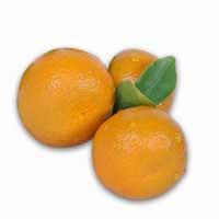 calamansi fruit 3