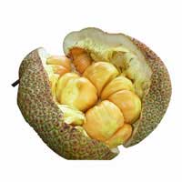 cempedak fruit 1