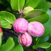 coco plum 1