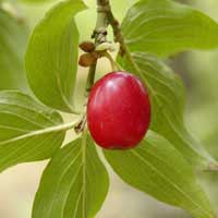 cornelian cherry 1