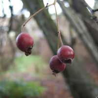 eastern may hawthorn 2