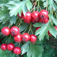 eastern may hawthorn 3