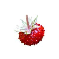 forest strawberries 1