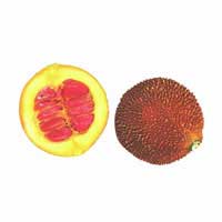 gac fruit 2