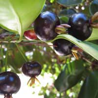 grumichama fruit 1