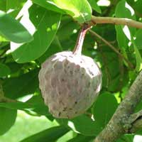 Ilama fruit 1