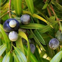 Illawarra Plum 3