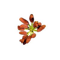Kahikatea fruit 2