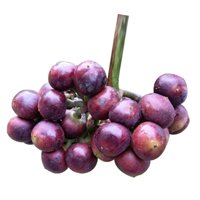 Amazon Tree Grape