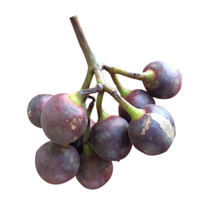 Amazon Tree Grape 2