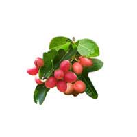 karonda fruit 1