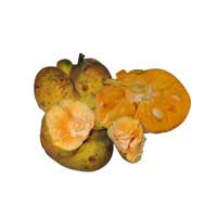 lakoocha fruit 1
