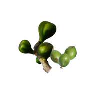 lapsi fruit 3