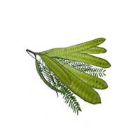 leucaena fruit 2