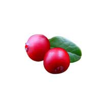 lingonberry fruit 1