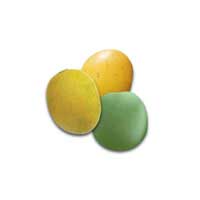 marula fruit 1