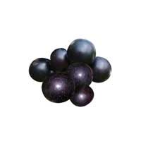 muscadine fruit 1