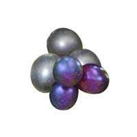 muscadine fruit 2