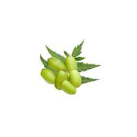 neem fruit 3