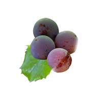 oregon grape 2
