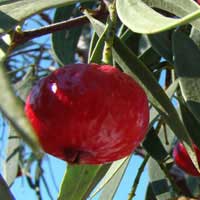 quandong fruit 2