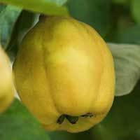 quince fruit 3