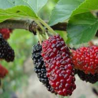 red mulberry 3