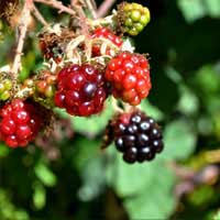 rose leaf bramble 3